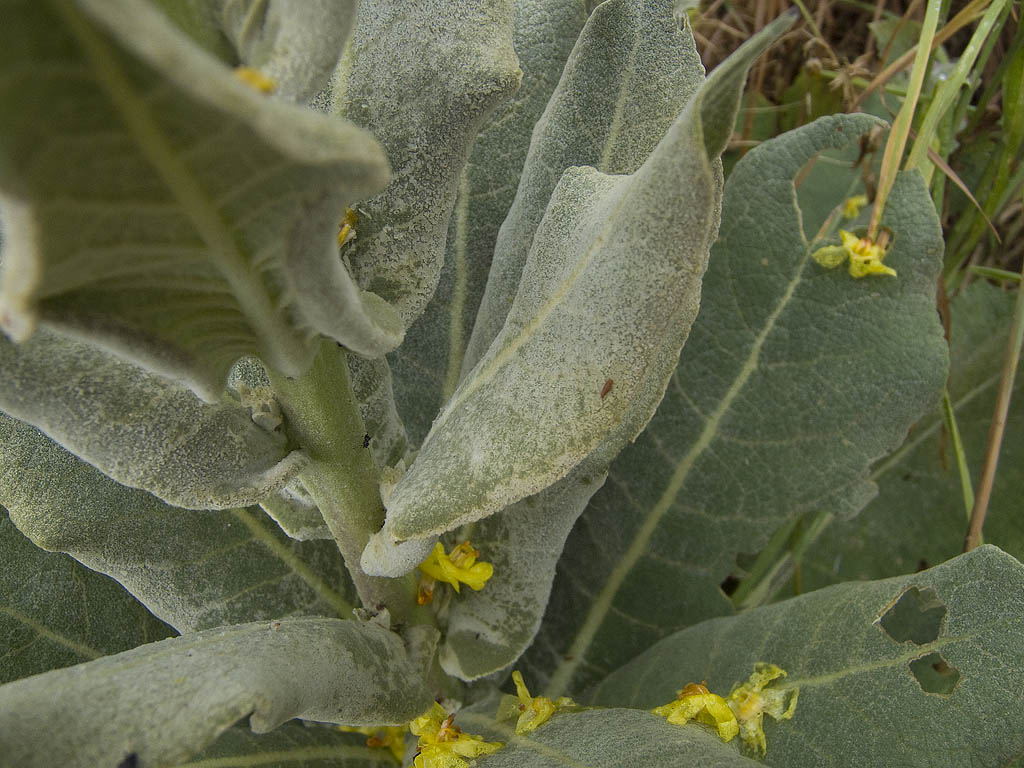 Verbascum pulverulentum